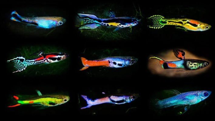 Hình ảnh các loại cá bảy màu rừng