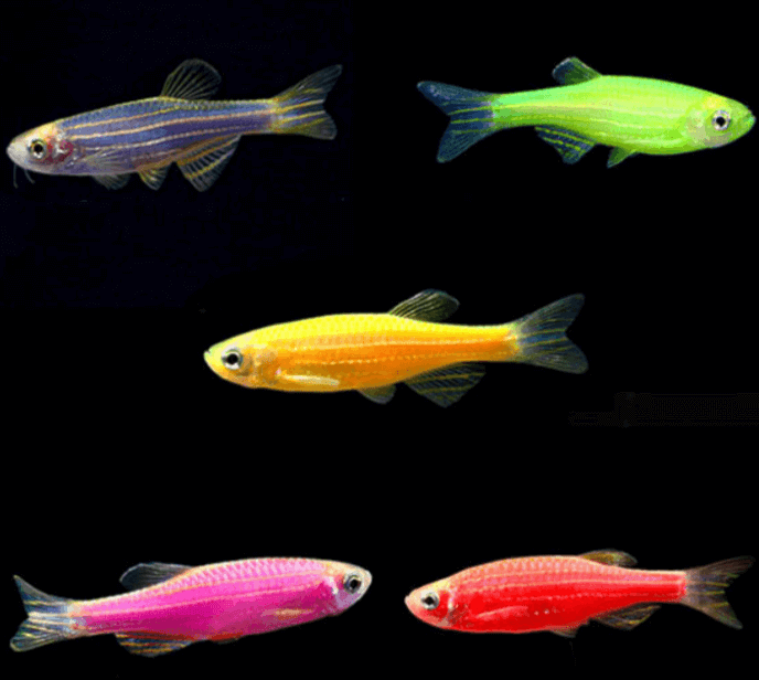Hình ảnh cá sọc ngựa với đa dạng màu sắc