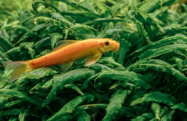 Cá bống vàng ăn rêu hại trên cây thủy sinh
