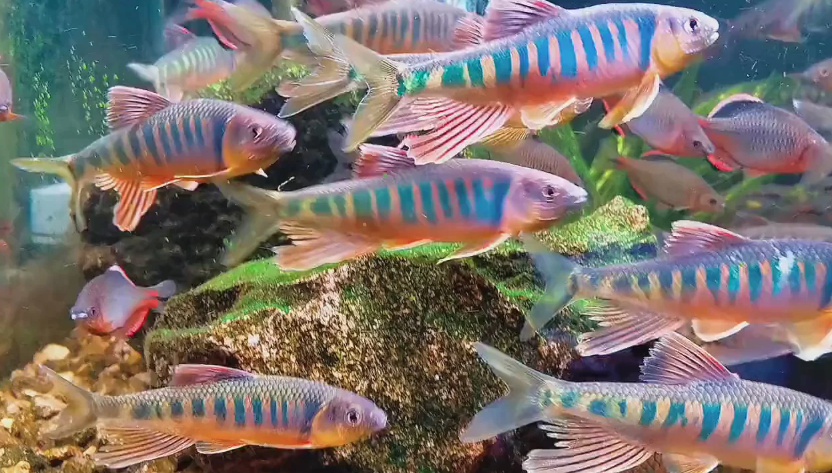 Đàn cá mương hoa