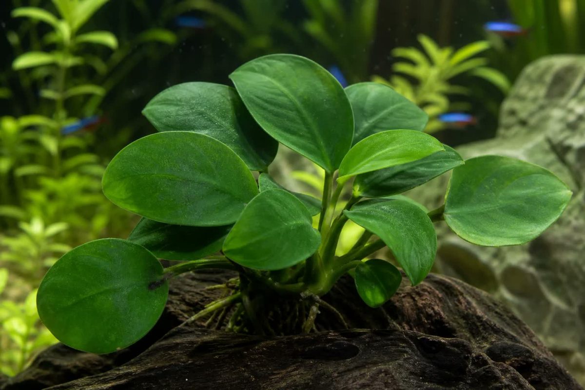 Thân rễ và rễ của cây ráy nana trên lũa
