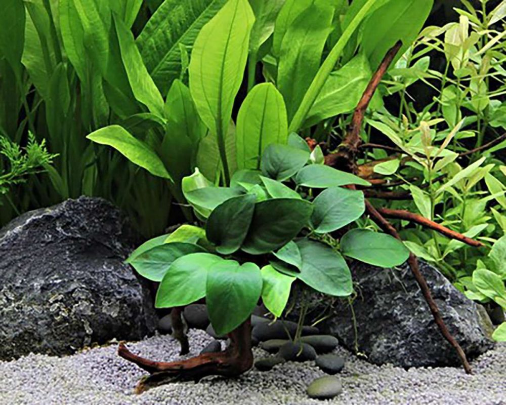 Cây ráy nana bám trên lũa trong bể thủy sinh